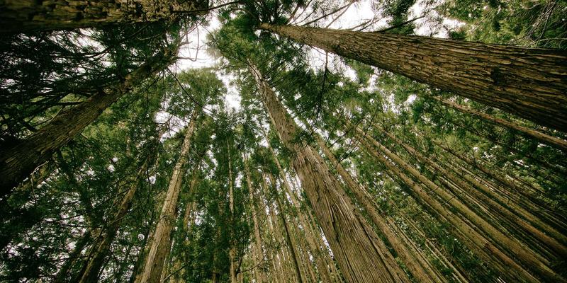 从传统到智能：聊城杨木产业如何借数字化转型实现降本增效？