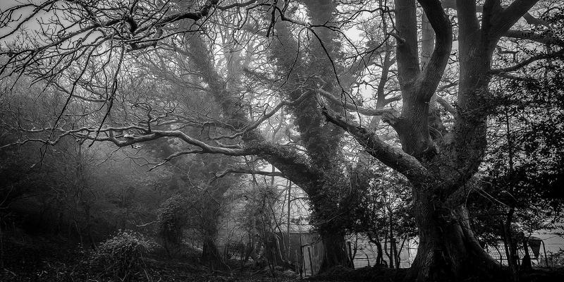 从源头筑牢品质根基：聊城杨木生态种植技术如何为木方与木材加工厂提供可持续优质供应