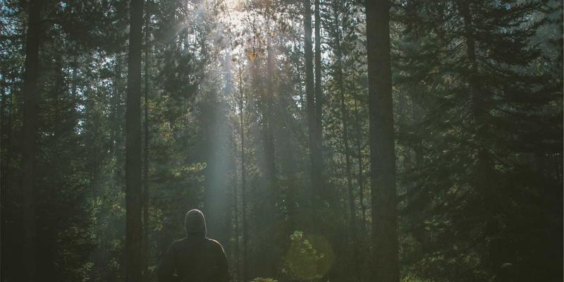 智能家居的坚实骨架:聊城杨木如何赋能智能柜体与电动床架