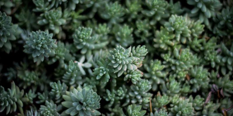 聊城杨木：包装箱与托盘行业的“绿色脊梁”，如何以品质与韧性赢得市场？